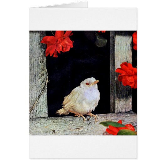 RARE albino robin bird (Front)