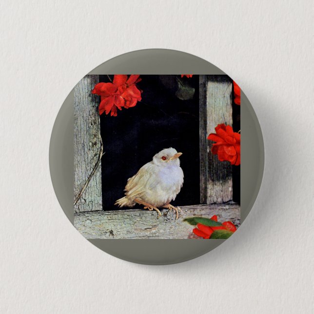 RARE albino robin bird Button (Front)