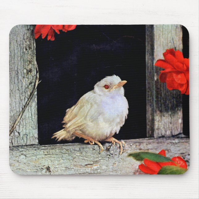 RARE albino robin bird Mouse Pad (Front)