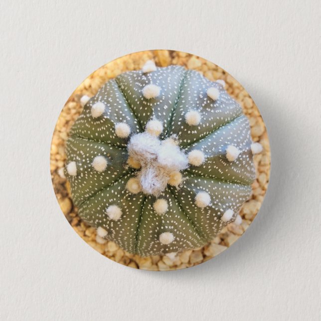 Rare Astrophytum Asterias Pattern Cactus Button (Front)