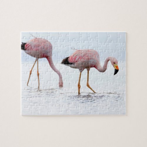 Rare Beautiful Andean Flamingo Pink Bird Chile Jigsaw Puzzle