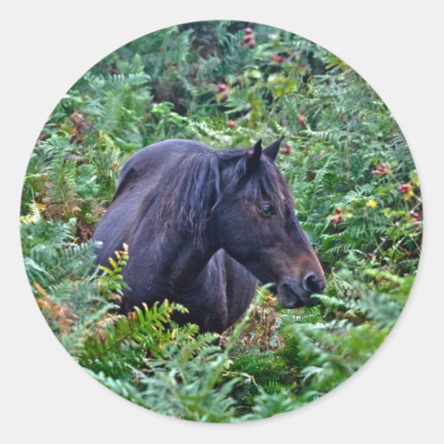 Rare Black New Forest Pony _ Wild Horse _ England Classic Round Sticker