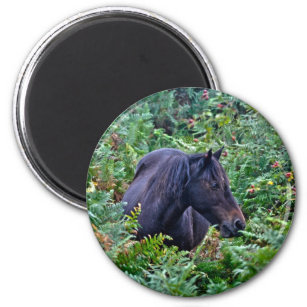 Rare Black New Forest Pony - Wild Horse - England Magnet