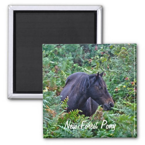 Rare Black New Forest Pony _ Wild Horse _ England Magnet