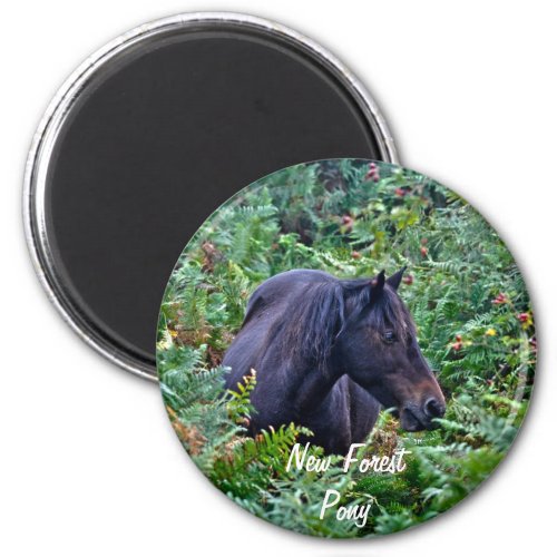 Rare Black New Forest Pony _ Wild Horse _ England Magnet