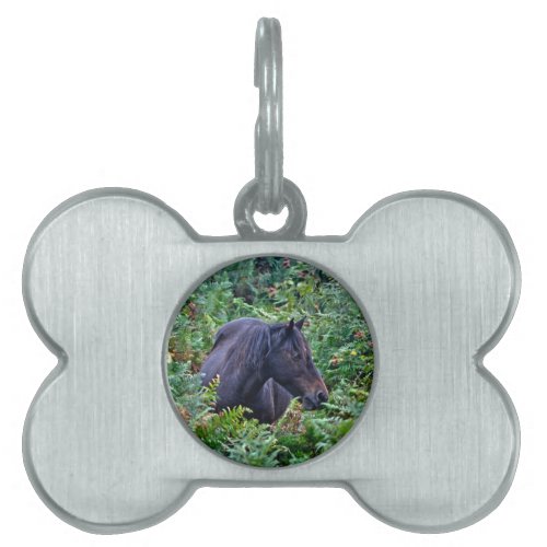 Rare Black New Forest Pony _ Wild Horse _ England Pet Name Tag