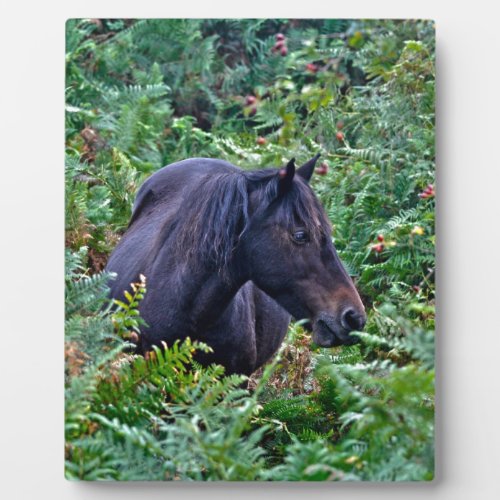 Rare Black New Forest Pony _ Wild Horse _ England Plaque