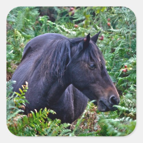Rare Black New Forest Pony _ Wild Horse _ England Square Sticker