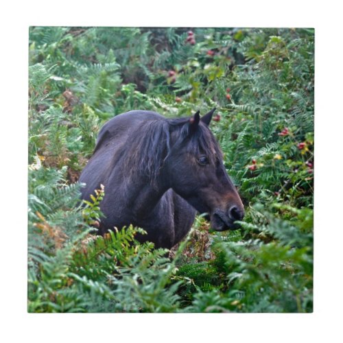 Rare Black New Forest Pony _ Wild Horse _ England Tile