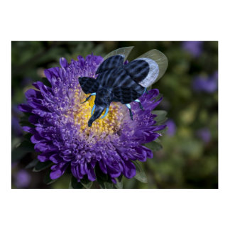 Rare Blue Elephant Bug Poster