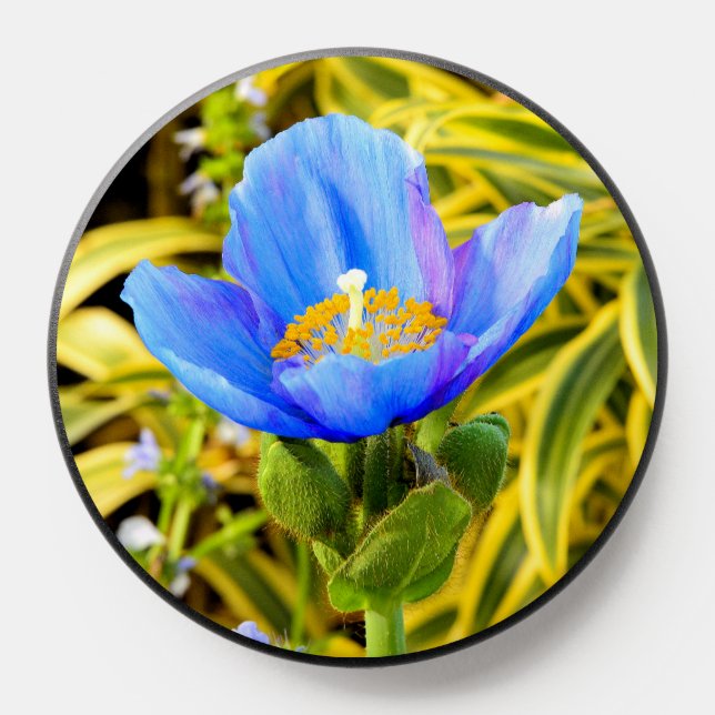 Rare Blue Poppy Flower Phone Grips & PopSockets (Popsocket)