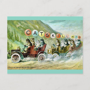 Rare Catskill Mountain Cats Postcard