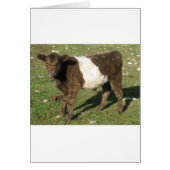 Rare Dun Belted Galloway Calf (Front)