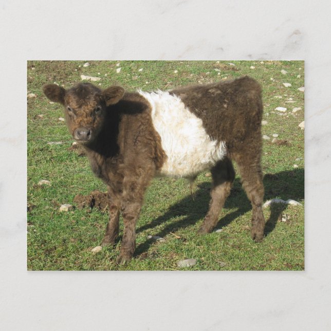 Rare Dun Belted Galloway Calf Postcard (Front)