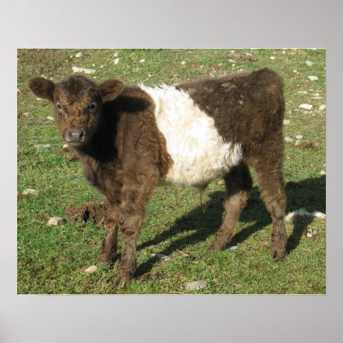 Rare Dun Belted Galloway Calf Poster