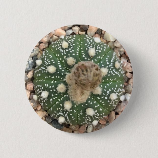 Rare Green Astrophytum Asterias Pattern Cactus Button (Front)