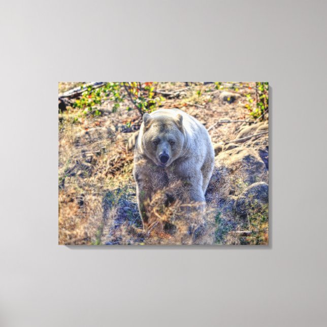 Rare Kermode Bear (Spirit Bear) Photo Canvas Print (Front)