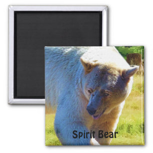 Rare Kermode Bear (Spirit Bear) Wildlife Design Magnet