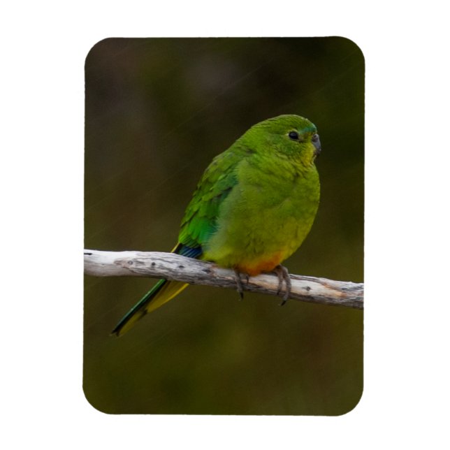Rare Orange-bellied Parrot Bird Australia Magnet (Vertical)