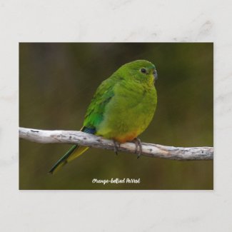 Rare Orange-bellied Parrot Bird Australia