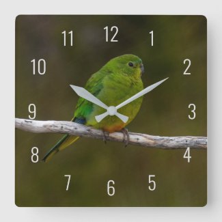Rare Orange-bellied Parrot Bird Australia