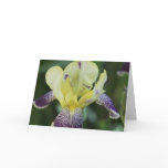 Rare Orchid Greeting Card