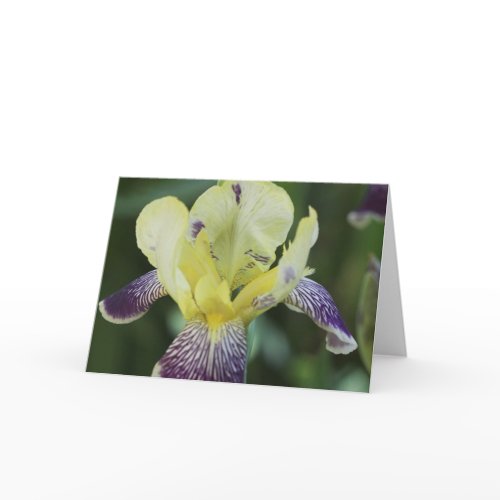 Rare Orchid Greeting Card