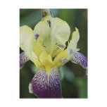 Rare Orchid Postcard