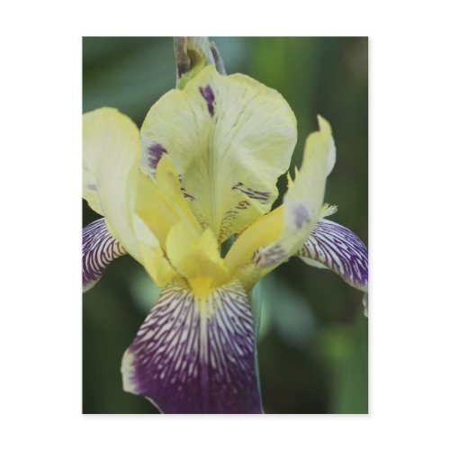 Rare Orchid Postcard