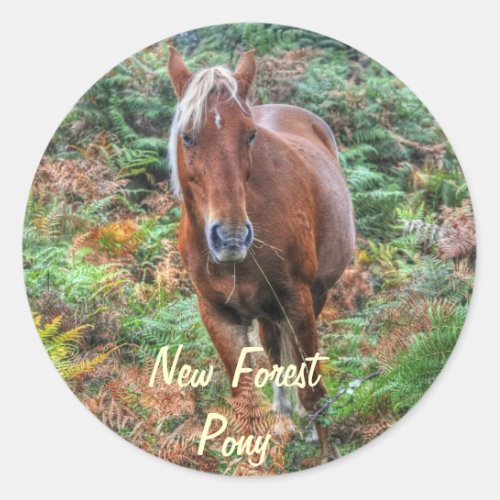 Rare Palomino New Forest Pony  Bracken _ England Classic Round Sticker