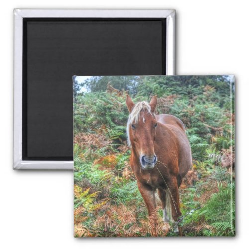 Rare Palomino New Forest Pony  Bracken _ England Magnet
