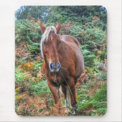 Rare Palomino New Forest Pony  Bracken _ England Mouse Pad