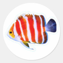 Rare Peppermint Angelfish Sticker - Deep Sea Luxur