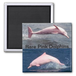 rare pink dolphins magnet