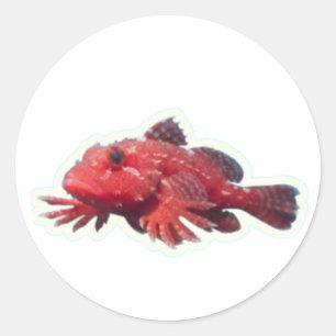 Rare Red Handfish Walking Fish - Unique Marine Wi Classic Round Sticker