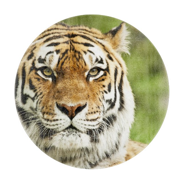 Rare Siberian Tiger: Endangered Resting Cutting Board (Front)