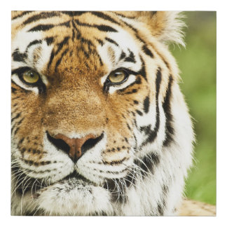 Rare Siberian Tiger: Endangered Resting Faux Canvas Print