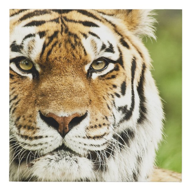 Rare Siberian Tiger: Endangered Resting Faux Canvas Print (Front)