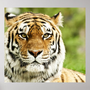 Rare Siberian Tiger: Endangered Resting Poster