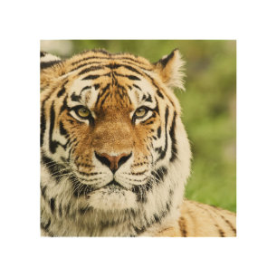Rare Siberian Tiger: Endangered Resting Wood Wall Art