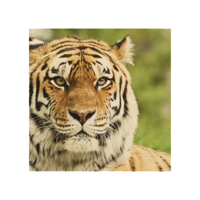 Rare Siberian Tiger: Endangered Resting Wood Wall Art (Front)