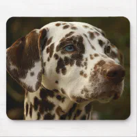 what is a liver spot dalmatian