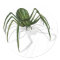 Rare Watermelon Spider
