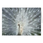 Rare White Indian Blue Peacock (Front Horizontal)