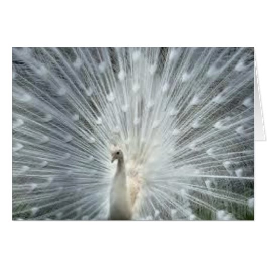 Rare White Indian Blue Peacock (Front Horizontal)