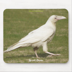Rare White Raven Corvid-lover's Wildlife Photo Mouse Pad
