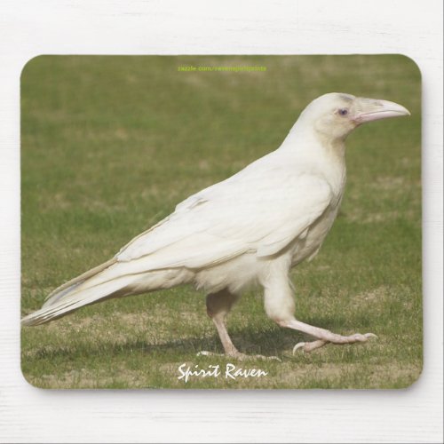 Rare White Raven Corvid_lovers Wildlife Photo Mouse Pad