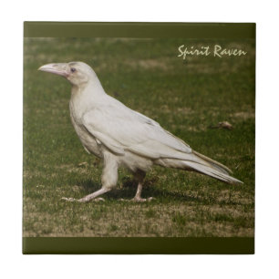 Rare White Raven Wildlife Photography Ceramic Tile