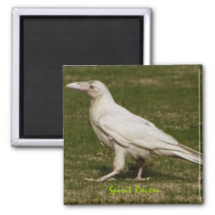 Rare White Raven Wildlife Photography Magnet