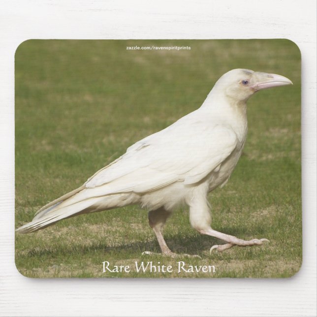 Rare White Raven Wildlife Photography Mouse Pad (Front)